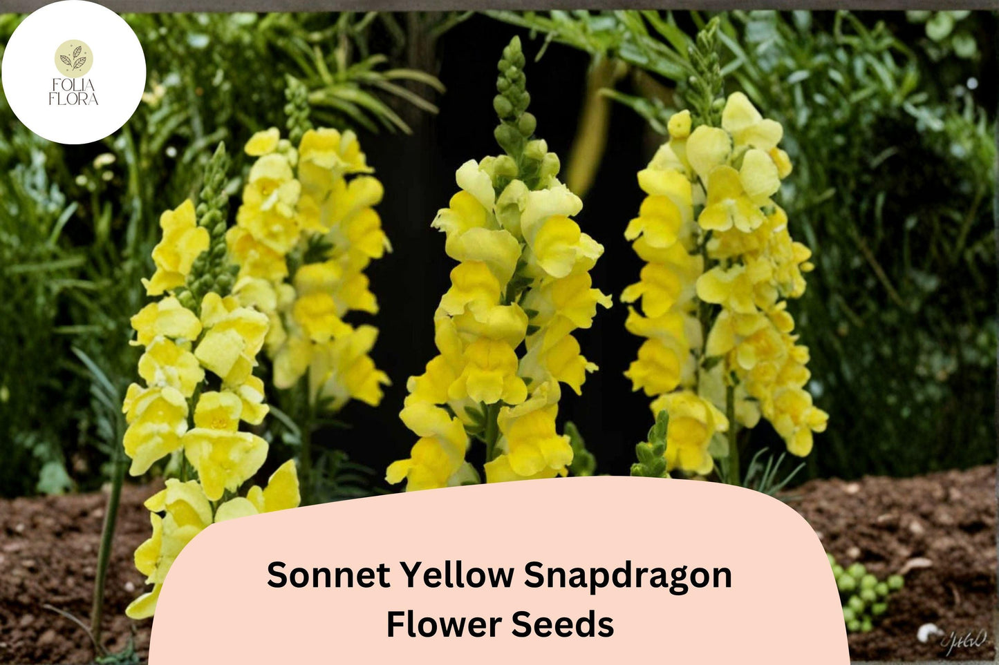 Snapdragon Seeds | 1000+ Sonnet Yellow | Antirrhinum majus | Bright Yellow Blooms for Gardens & Pots