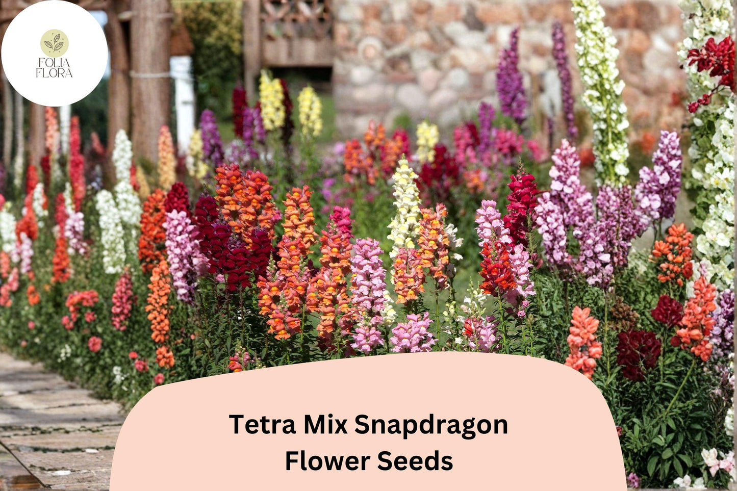 Tetra Mix Snapdragon Seeds - 1000+ Antirrhinum majus - Colorful Garden Flowers for Beds, Borders & Containers