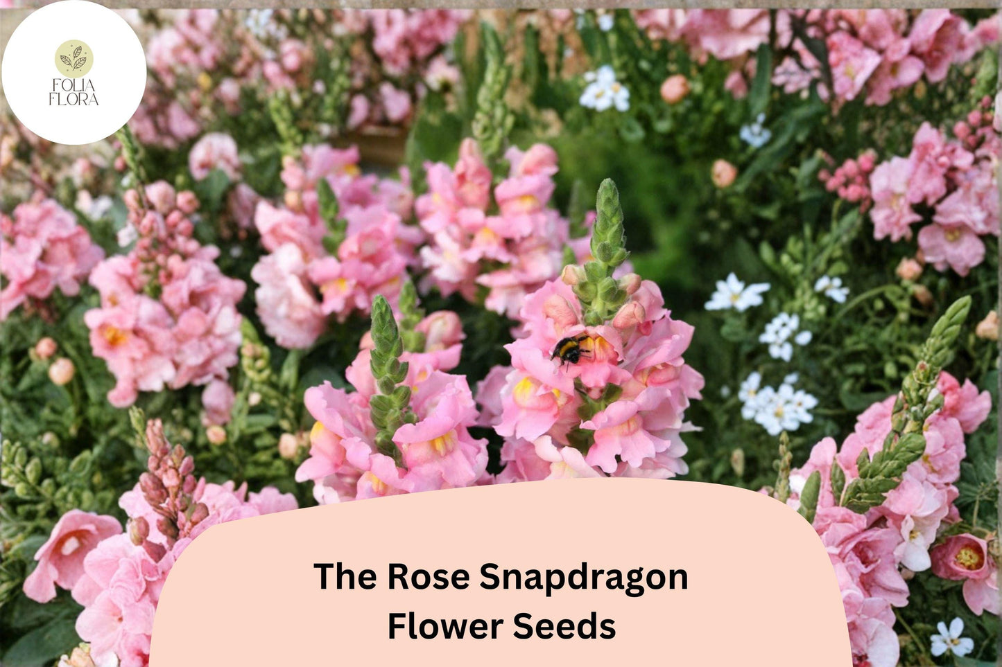 Snapdragon Seeds - 1000+ The Rose Pink Antirrhinum majus for Garden Beds, Borders & Pots - Easy to Grow, Attracts Pollinators