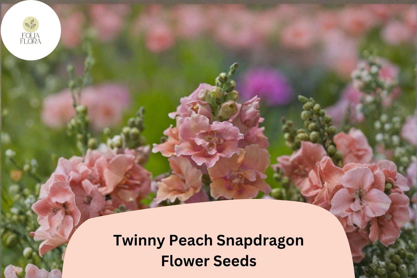 1000+ Twinny Peach Snapdragon Seeds | Antirrhinum majus | Double Bloom Peach Flowers for Borders & Pots