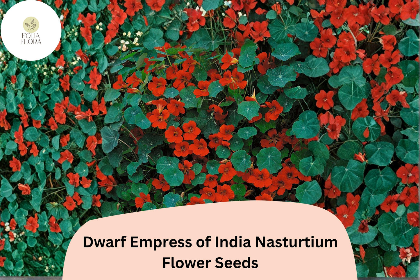Dwarf Empress of India Nasturtium Seeds | 50+ Heirloom Seeds | Deep Scarlet Blooms | Tropaeolum majus | Compact Annual