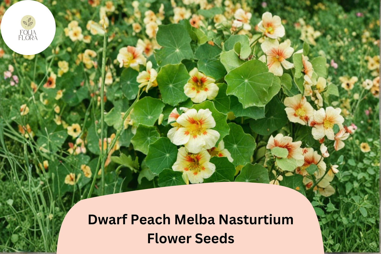 Dwarf Peach Melba Nasturtium Seeds - 50+ Cream & Red Blooms | Tropaeolum majus | Easy-to-Grow Annual for Garden Borders & Containers
