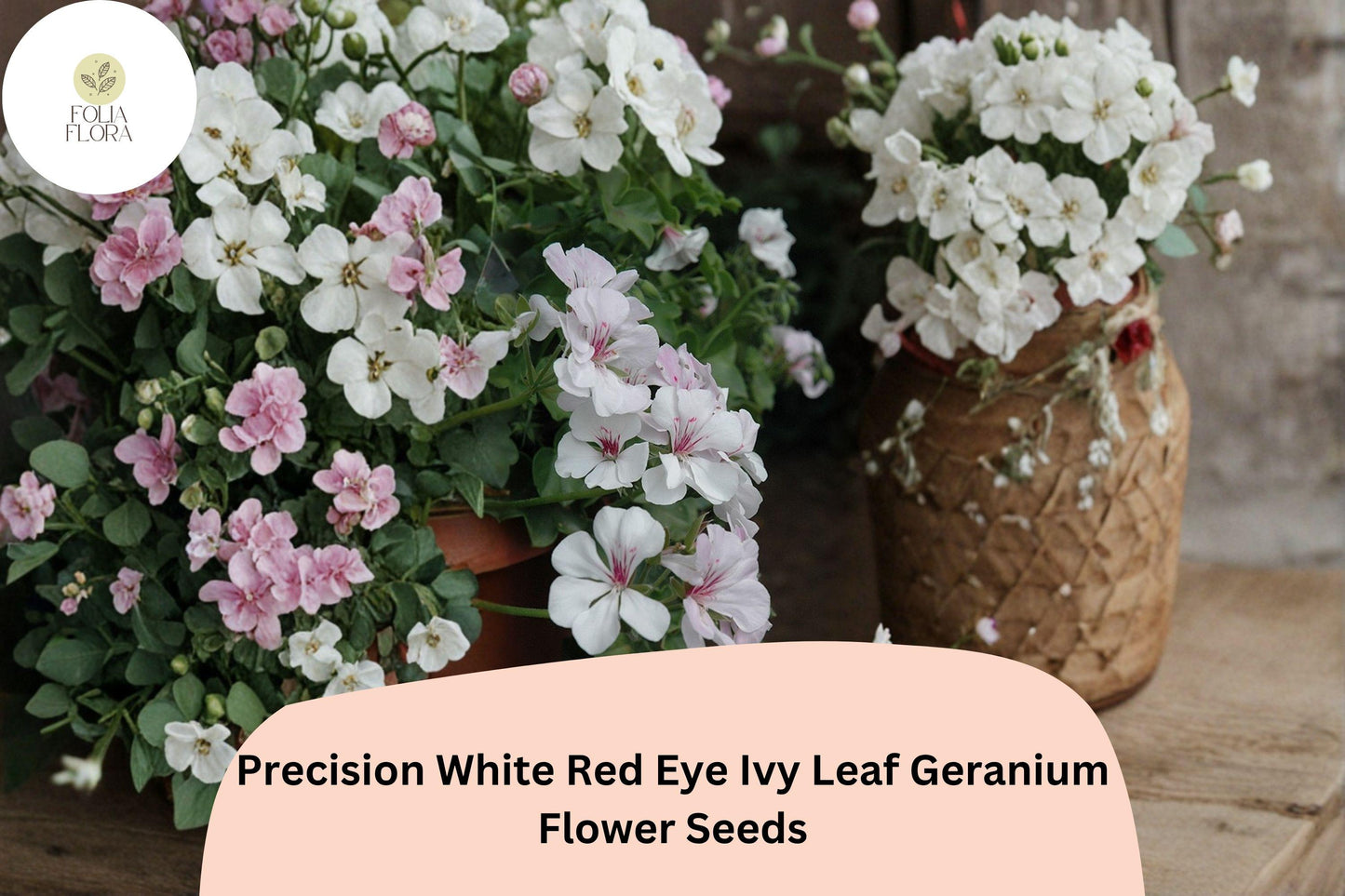 25+ Ivy Leaf Geranium Seeds, White Red Eye Bicolor, Pelargonium peltatum ‘Precision White Red Eye’ for Hanging Baskets