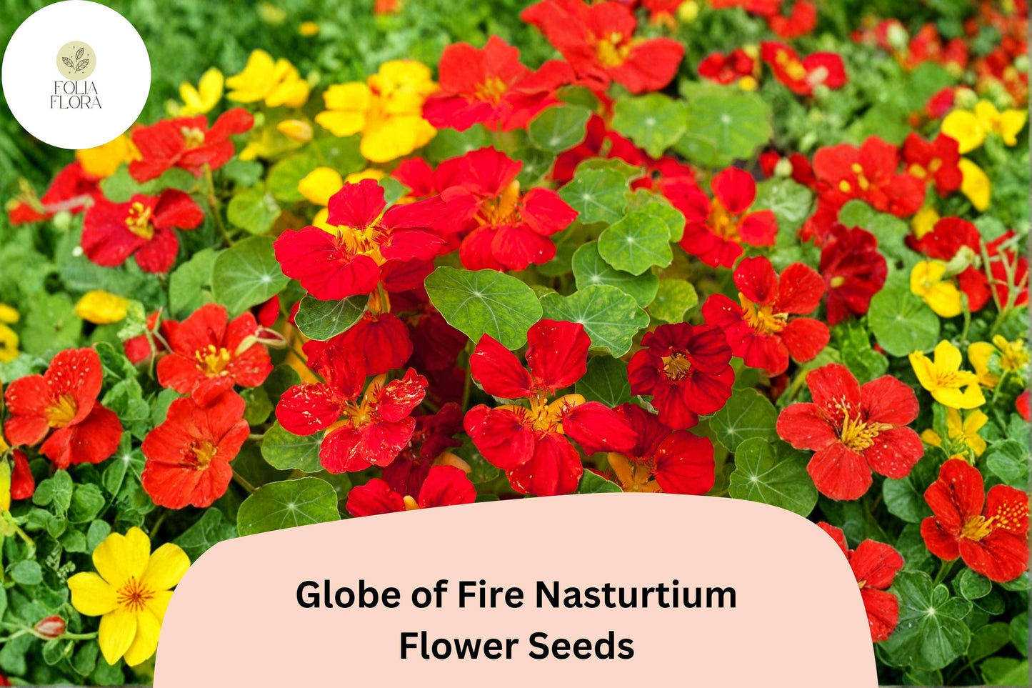 Globe of Fire Nasturtium Seeds - 50+ Red-Orange Blooms, Tropaeolum majus, Compact Annual for Containers & Gardens