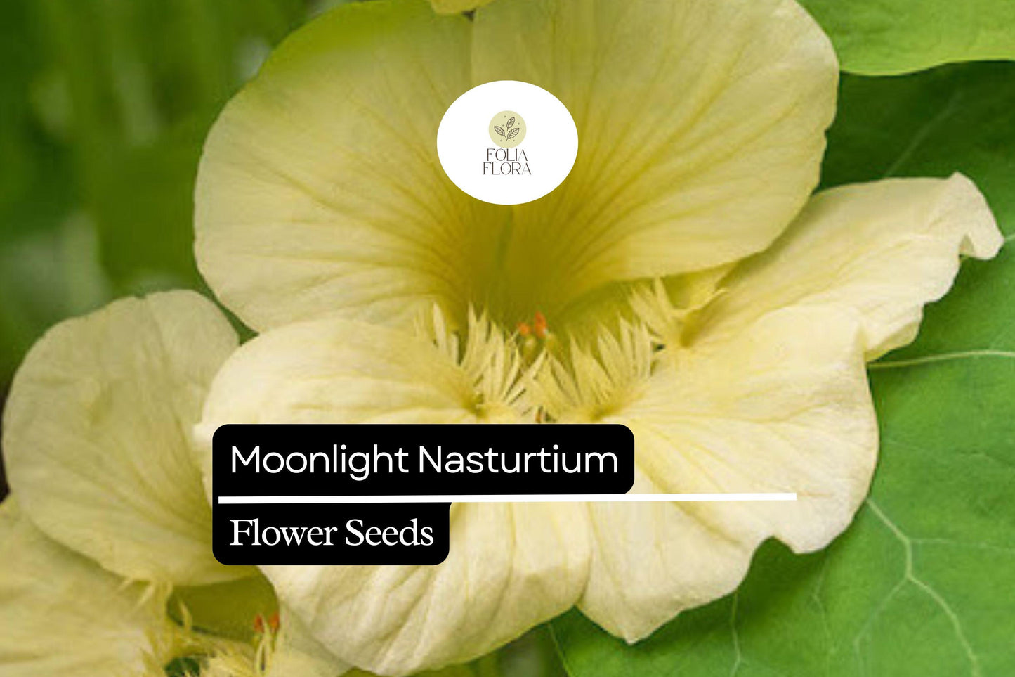 50+ Moonlight Nasturtium Seeds | Cream-Yellow Flowers | Tropaeolum majus | Easy Trailing Annual for Garden & Baskets