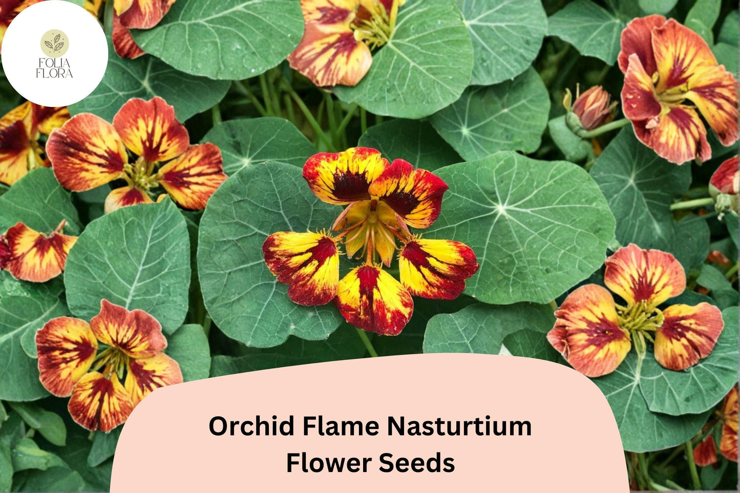 Orchid Flame Nasturtium Seeds | 50+ Non-GMO Annual Seeds | Red & Yellow Blooms | Tropaeolum majus | Easy to Grow