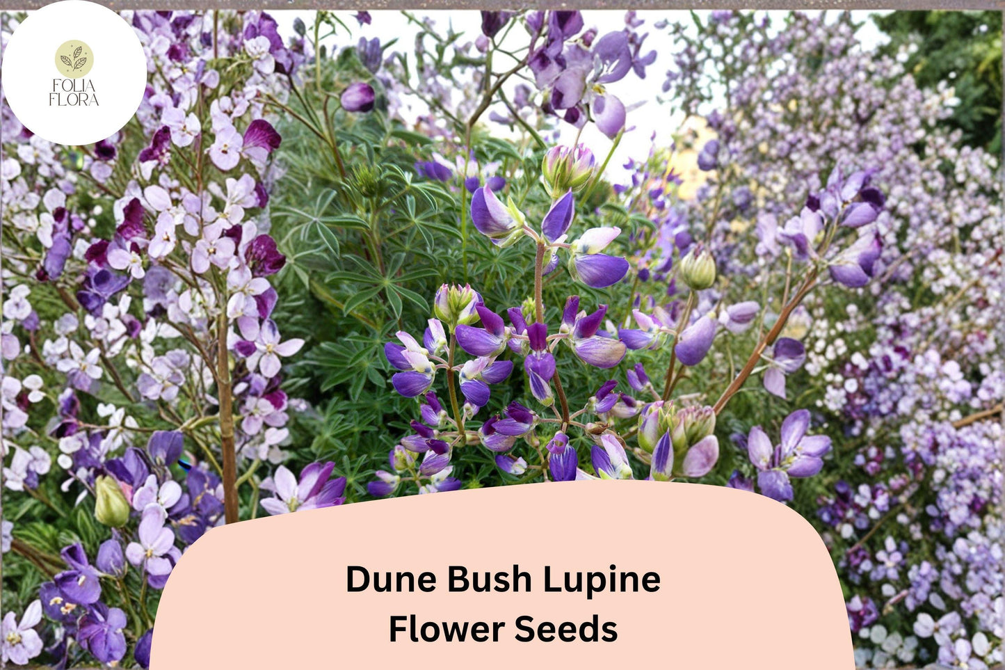 Dune Bush Lupine Seeds - 25+ Purple Blooms - Lupinus chamissonis - Coastal Native Perennial for Pollinator Gardens