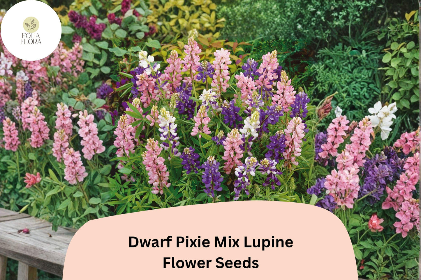 Dwarf Pixie Mix Lupine Seeds | 25+ Mixed Color Blooms | Lupinus nanus | Compact Annual for Borders & Containers