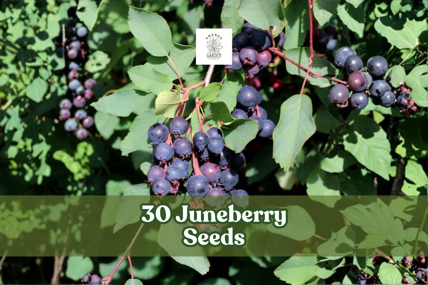 30 Juneberry Seeds | Amelanchier lamarckii | Edible Berry Shrub | Hardy Ornamental Plant for Wildlife Gardens