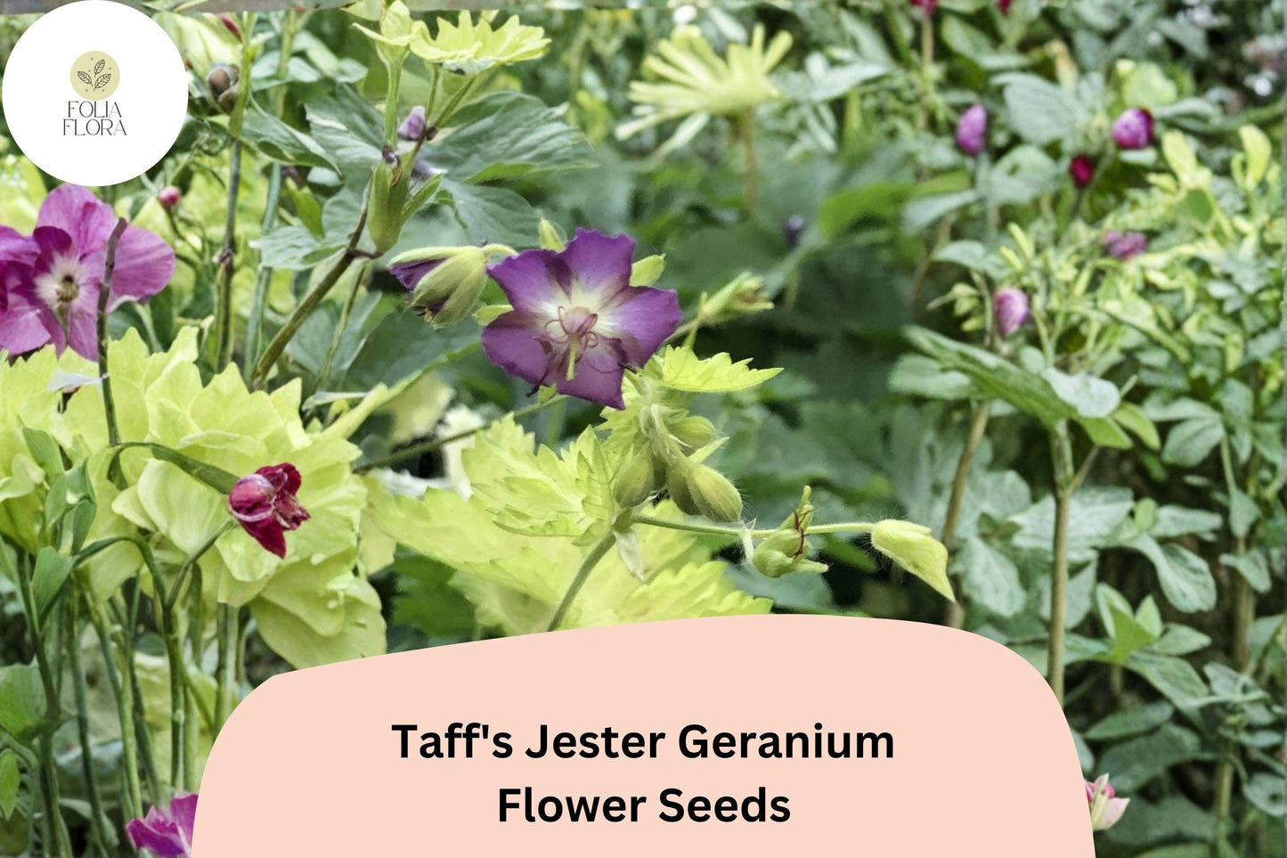Taff’s Jester Geranium Seeds | 25+ Hardy Purple Cranesbill Seeds | Geranium ‘Taff’s Jester’ | Perennial, Attracts Pollinators