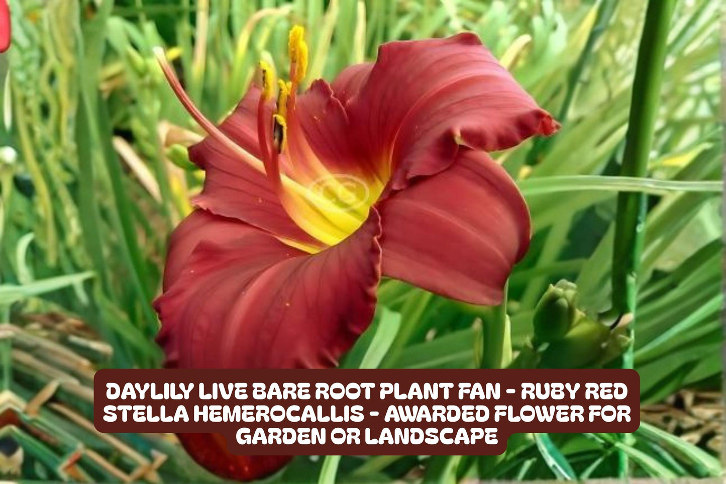 Ruby Red Stella Daylily Live Bare Root Plant - Hemerocallis 'Stella de Oro' - Vibrant Flower for Garden, Pollinator Friendly
