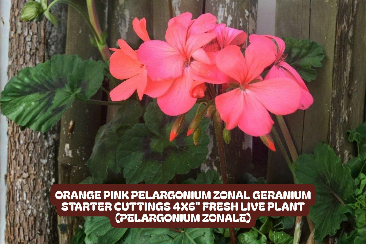 Pelargonium Starter Cuttings 4x6" Orange Pink Zonal Geranium (Pelargonium zonale) Fresh Live Plant for Garden Decor