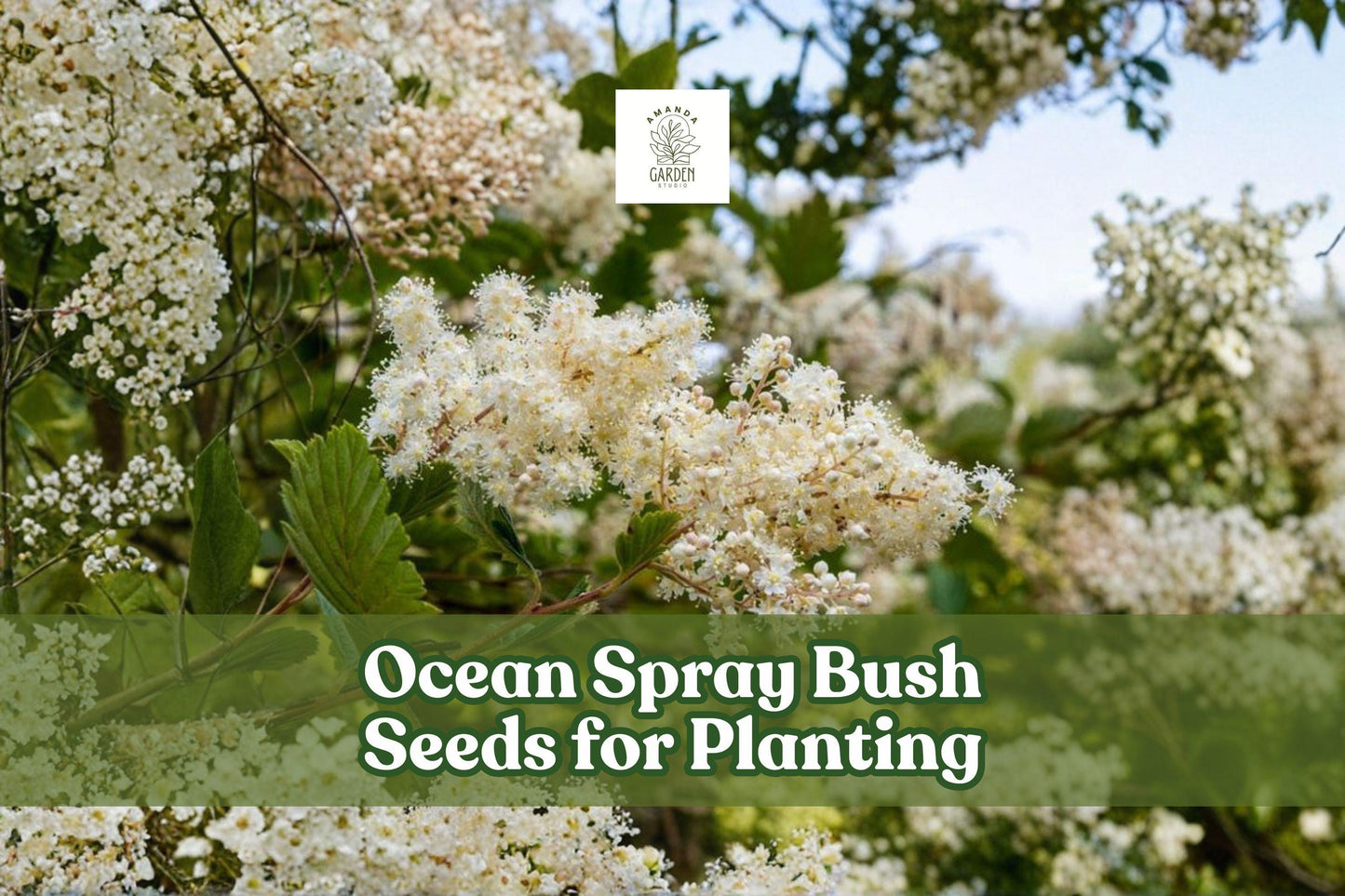 Ocean Spray Bush Seeds - 50 Non-GMO Holodiscus discolor - Native Pollinator Wildflower for Gardens & Landscapes