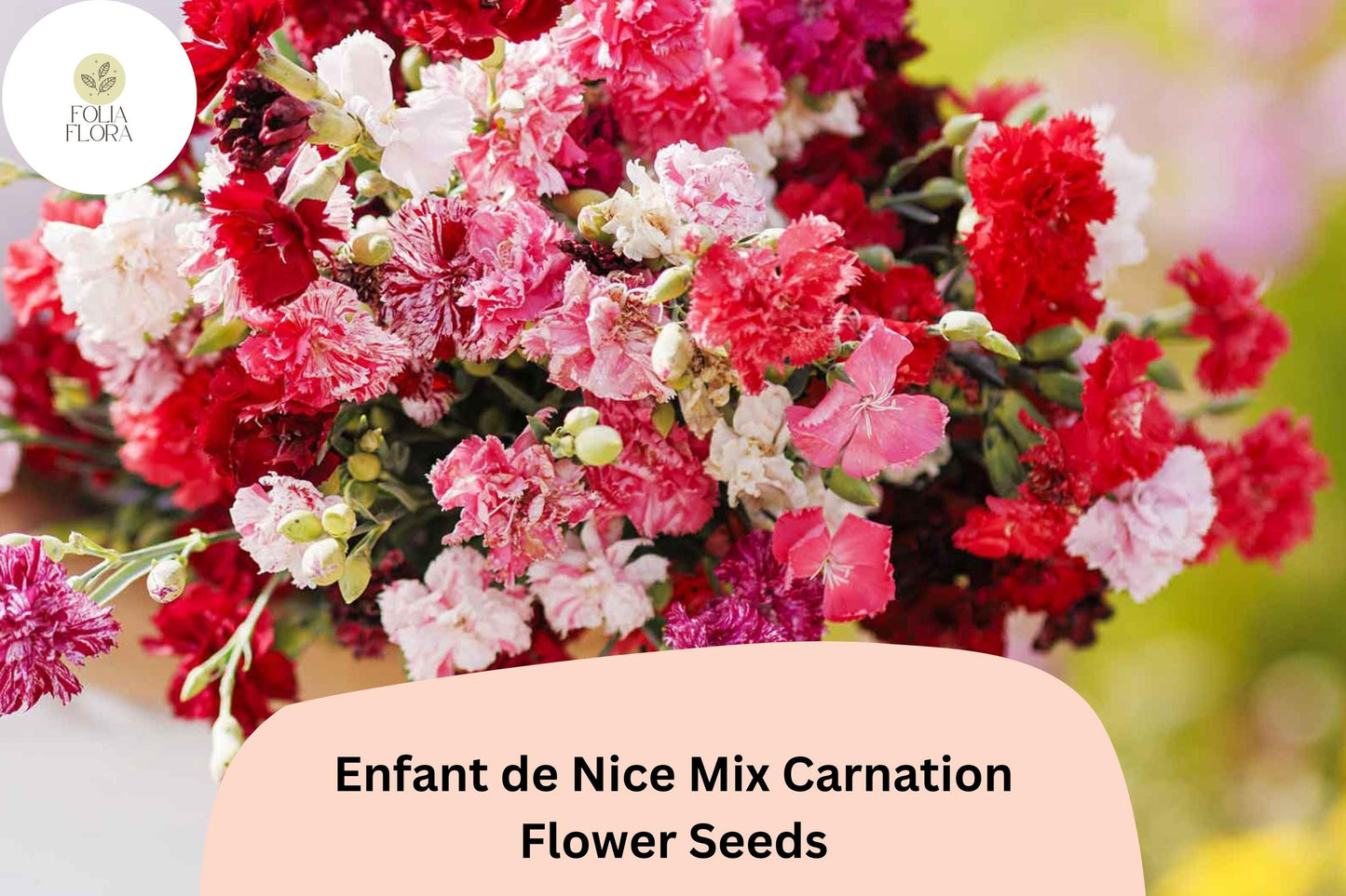 Carnation Seeds - 200+ Enfant de Nice Mix - Fragrant Double-Petaled Blooms - Dianthus caryophyllus - Colorful Garden Flowers