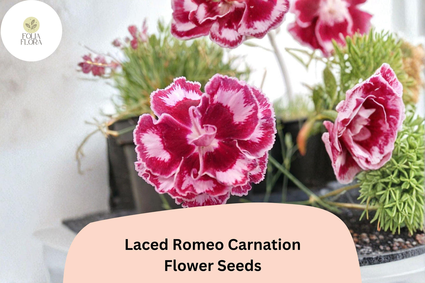 200+ Laced Romeo Carnation Seeds | Frilled Red & White Blooms | Dianthus caryophyllus | Easy to Grow, Fragrant Perennial