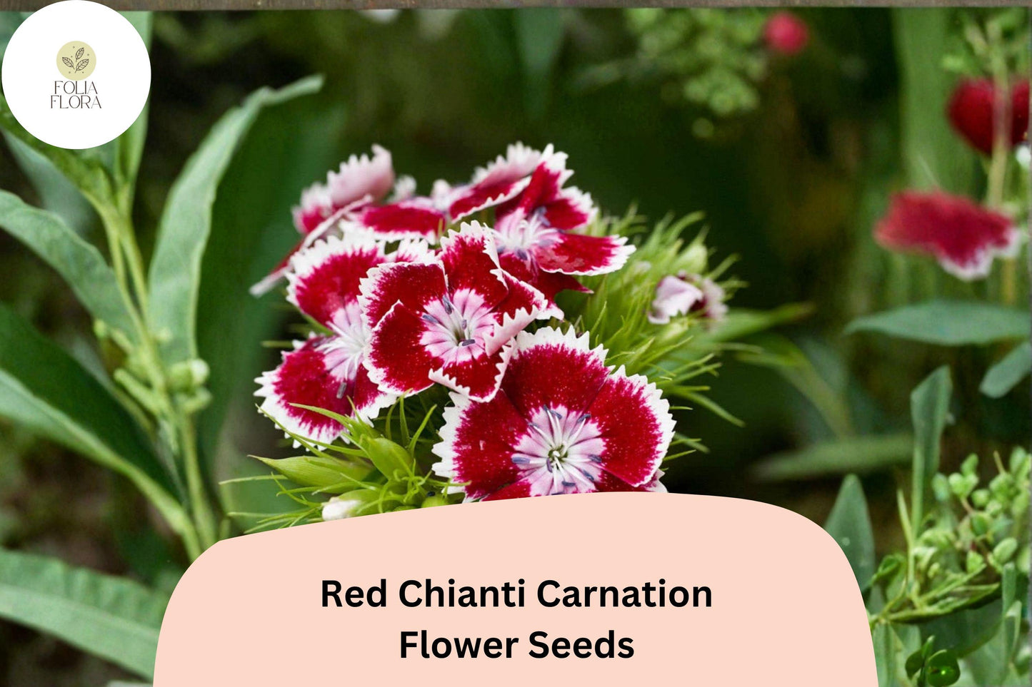 200+ Red Chianti Carnation Seeds | Dianthus caryophyllus | Deep Red Blooms for Garden Planting and Cut Flowers