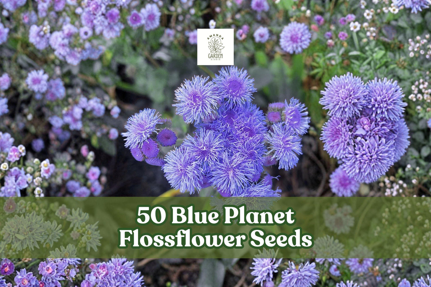 50 Blue Planet Flossflower Seeds | Ageratum houstonianum | Compact Blue Blooms for Pollinator Gardens & Containers