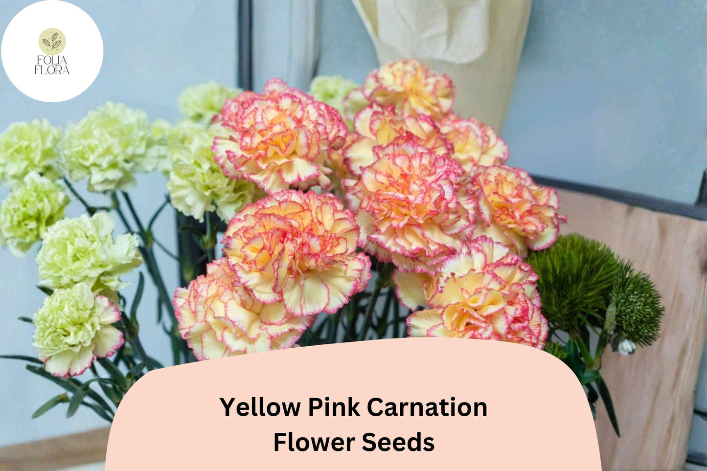 200+ Yellow Pink Carnation Seeds | Bicolor Blooms | Dianthus caryophyllus | Ruffled Petals for Garden Planting