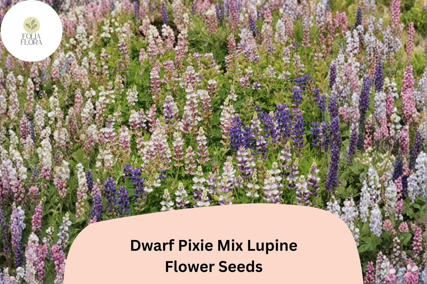 Dwarf Pixie Mix Lupine Seeds - 25+ Mixed Color Annuals | Lupinus nanus | Compact Pollinator-Friendly Garden Plants