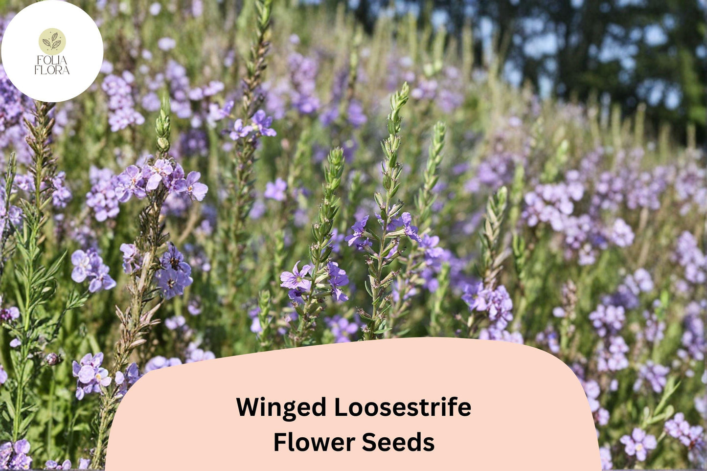 3000 Winged Loosestrife Seeds for Planting | Purple Native Wildflower | Lythrum alatum | Non-Invasive Pollinator Garden Seed