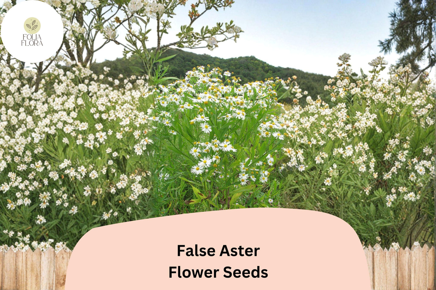 500 False Aster Seeds | Native White Wildflower | Boltonia asteroides | Pollinator Friendly Perennial for Meadows and Rain Gardens