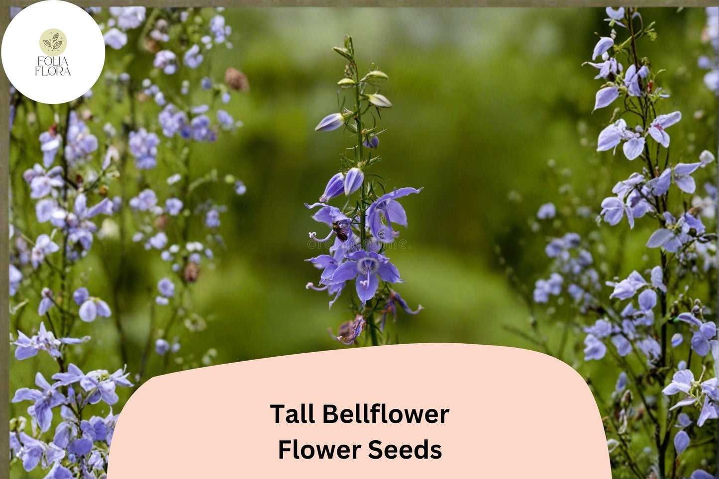 500 Tall Bellflower Seeds | Blue-Violet Wildflower | Campanulastrum americanum | Native Pollinator Plant for Shade