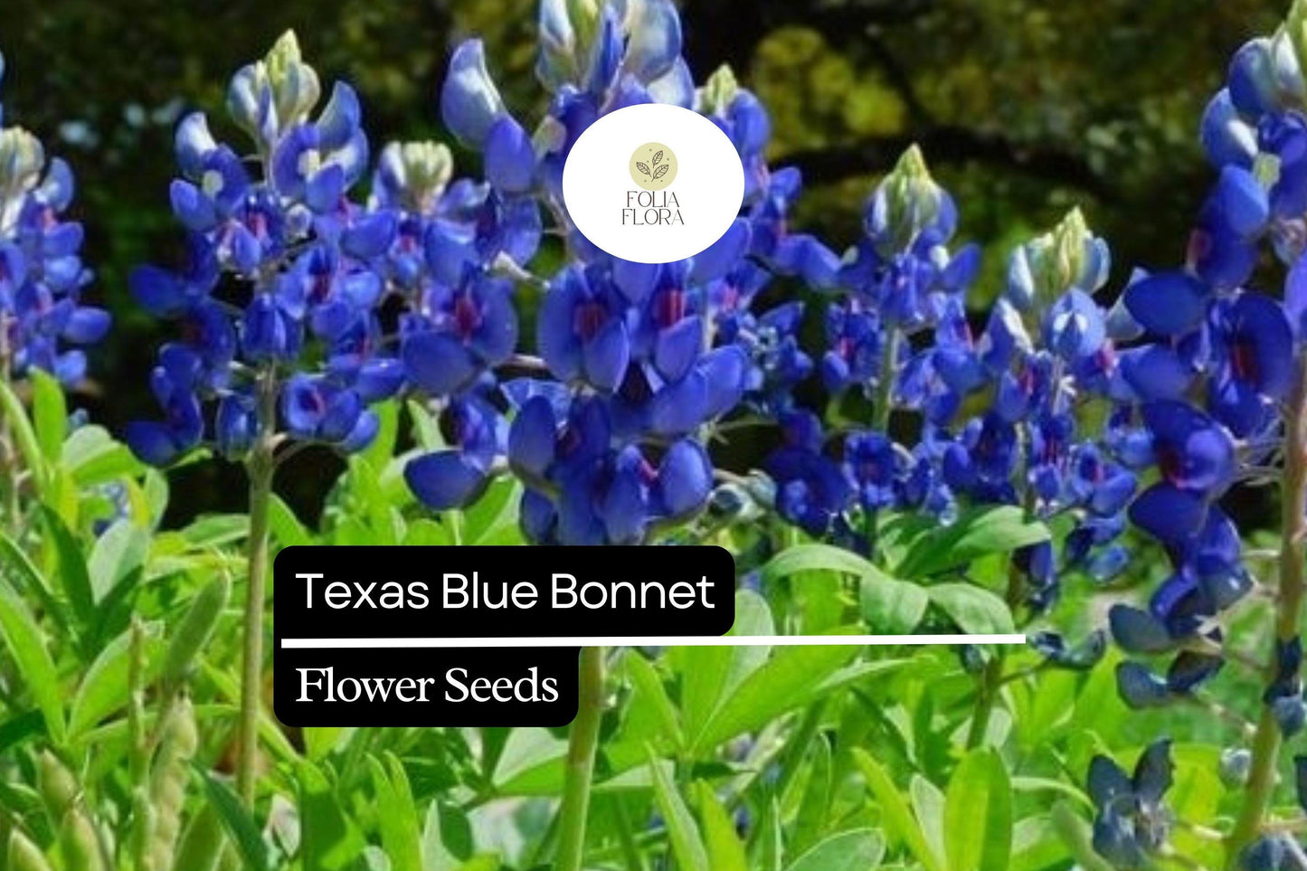 Texas Bluebonnet Seeds - 25+ Blue Wildflower Seeds for Garden - Lupinus texensis - Iconic Texas Flower for Pollinator Gardens