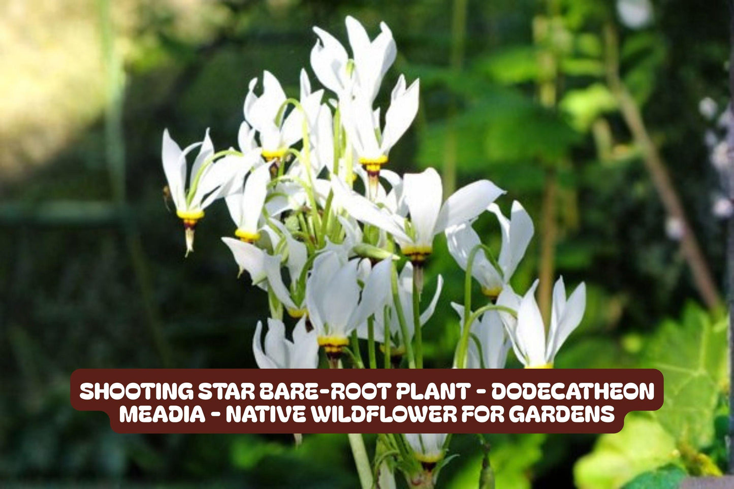 Shooting Star Bare-root Plant - Dodecatheon meadia - Native Wildflower - Clumping Perennial for Pollinator Gardens