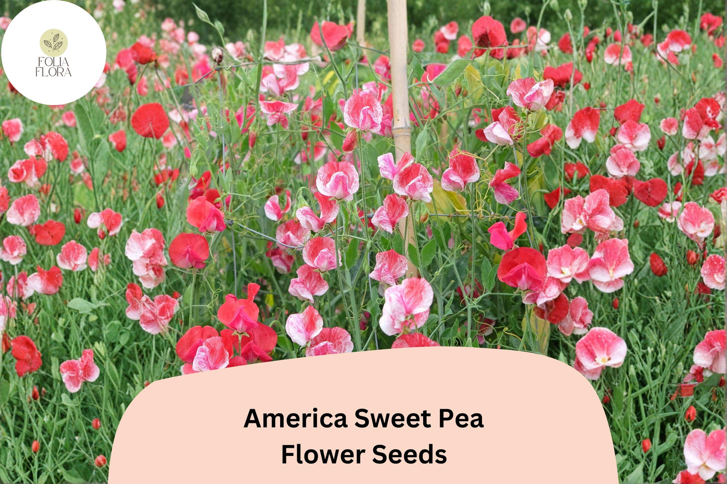 America Sweet Pea Seeds - 50+ Bicolor Red & White Blooms | Lathyrus odoratus | Ideal for Gardens, Trellises, and Bouquets