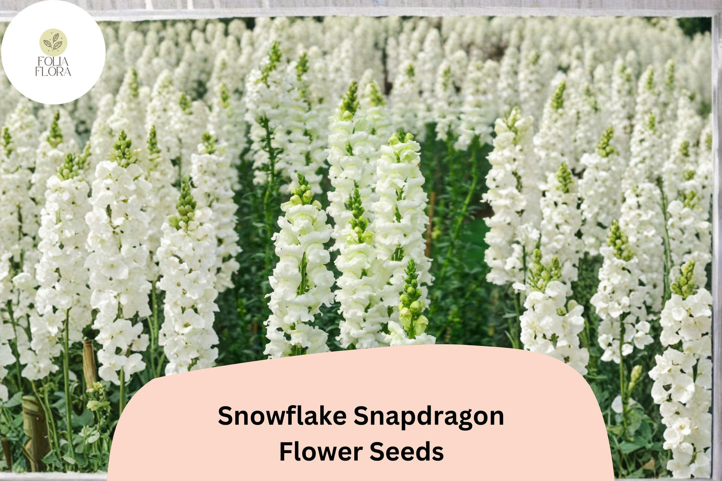 1000+ Snapdragon Seeds | Snowflake Variety | Pure White Flowers | Antirrhinum majus | Ideal for Borders & Pots