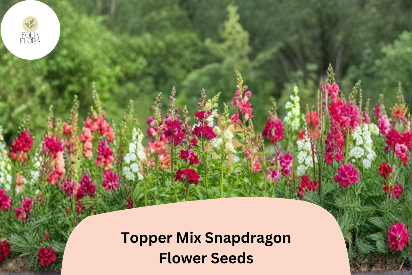 Snapdragon Seeds - 1000+ Topper Mix - Colorful Antirrhinum majus for Borders & Cut Flowers - Vibrant Mixed Blooms