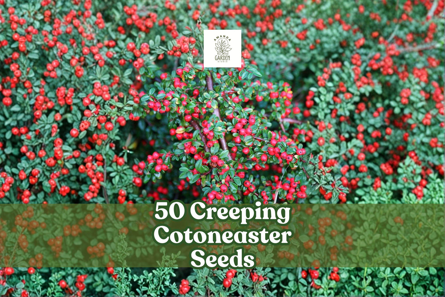 Creeping Cotoneaster Seeds - 50 Non-GMO Seeds for Groundcover | Cotoneaster adpressus | Hardy Ornamental Shrub with Red Berries