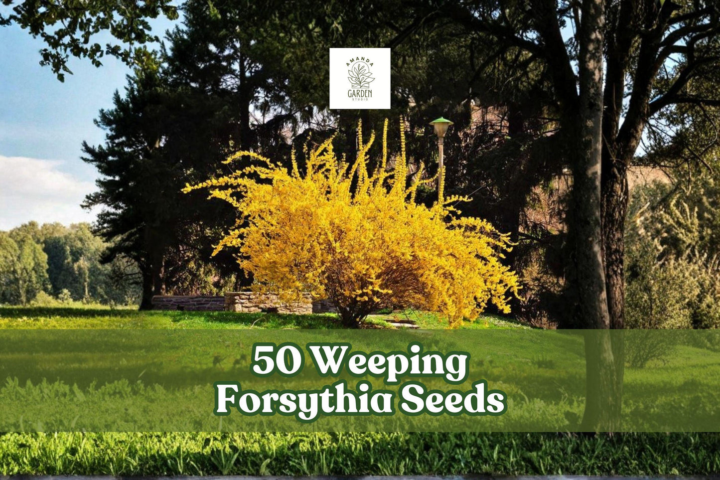50 Weeping Forsythia Seeds | Yellow Blooming Shrub | Forsythia suspensa | Ornamental Garden Plant for Hedges & Borders