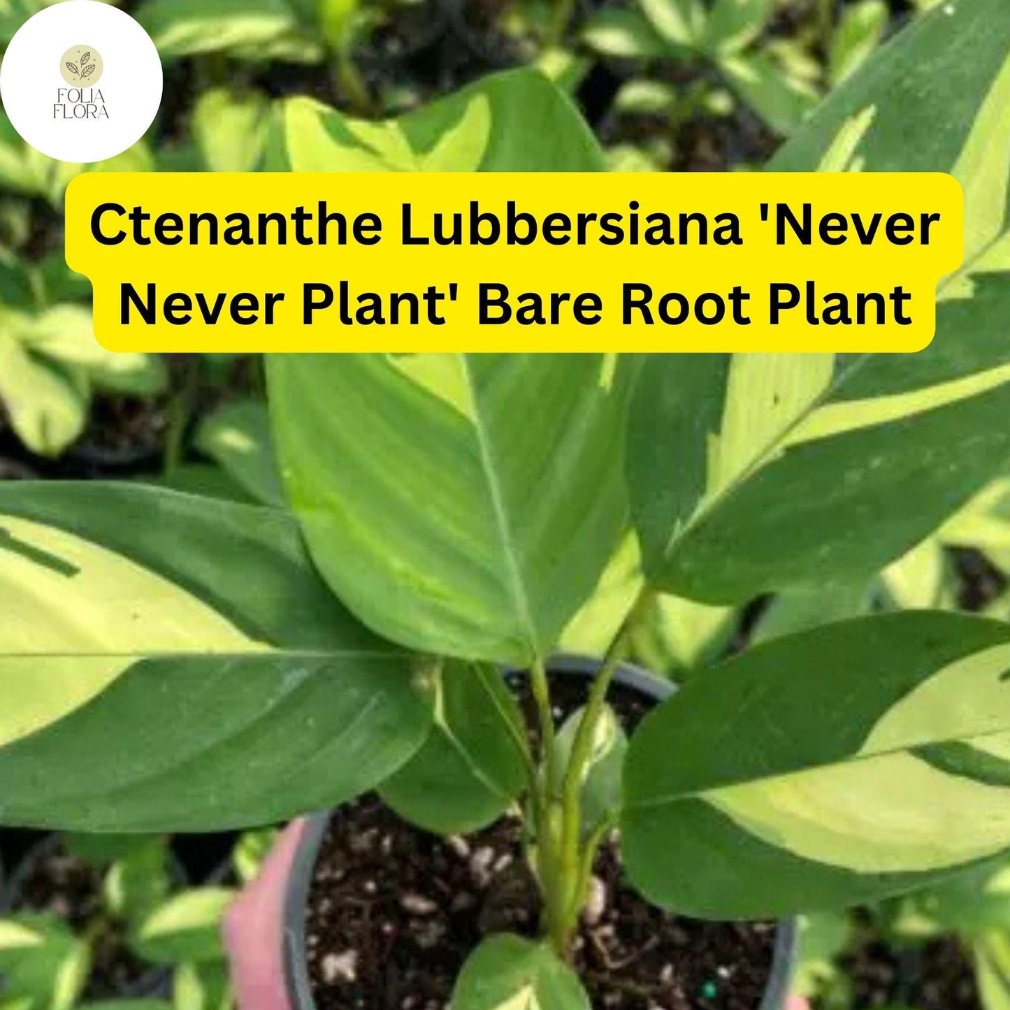 Ctenanthe lubbersiana 'Never Never Plant' | 1 Bare Root Live Variegated Houseplant | Easy Care Indoor Plant