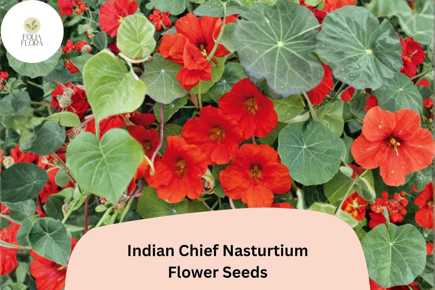 Indian Chief Nasturtium Seeds | 50+ Deep Red Blooms | Easy-Grow Annual | Tropaeolum majus | Perfect for Borders & Containers