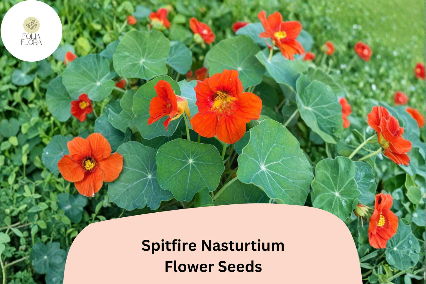 Spitfire Nasturtium Seeds | 50+ Fiery Red-Orange Blooms | Trailing Annual Flower | Tropaeolum majus for Garden Decor