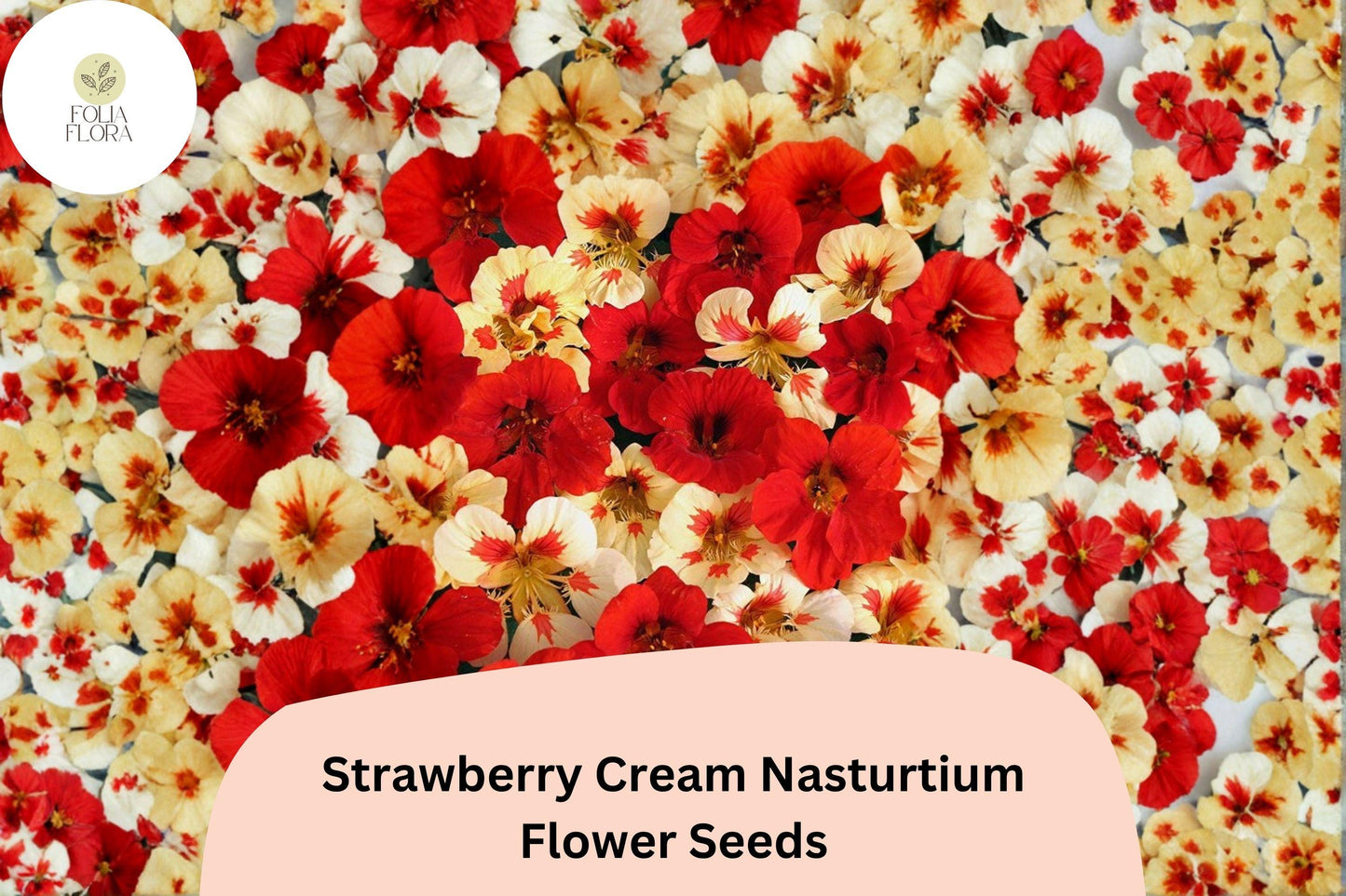 Strawberry Cream Nasturtium Seeds | 50+ Seeds | Creamy Pink-Red Blooms | Trailing Annual | Tropaeolum majus