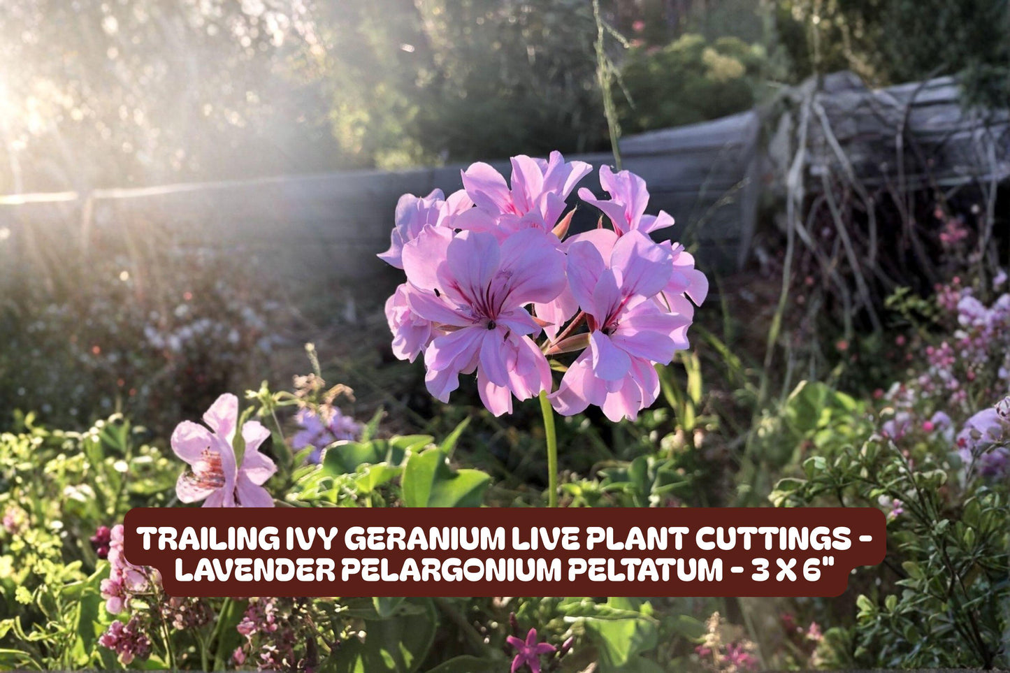 Trailing Ivy Geranium Cuttings - 3 x 6" Lavender Pelargonium Peltatum - Evergreen Houseplant for Indoor/Outdoor Gardening