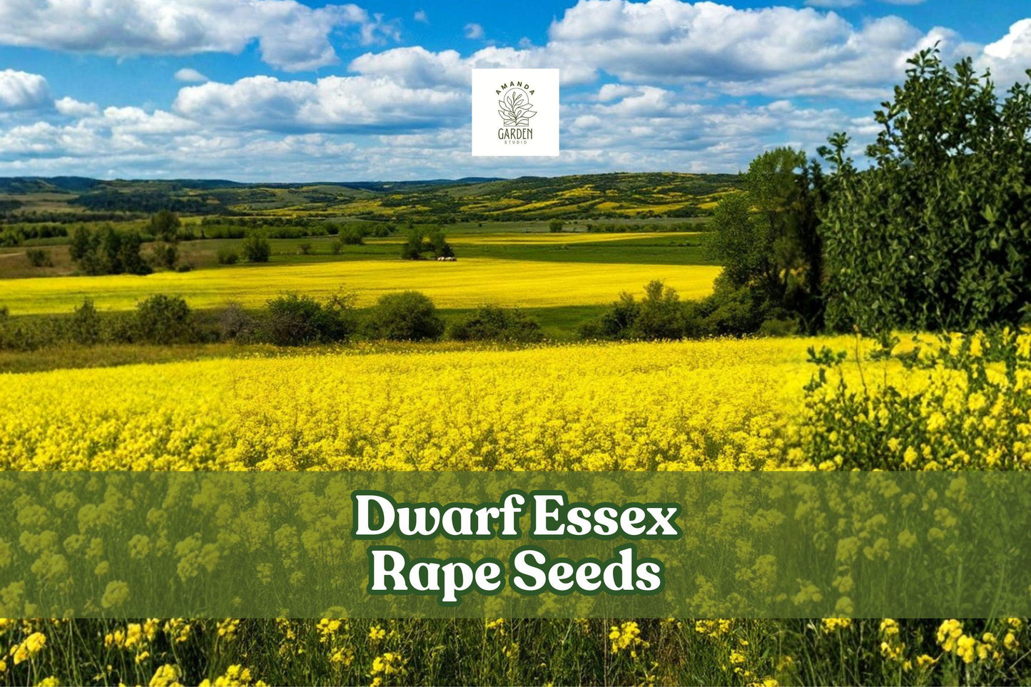 Dwarf Essex Rape Seeds 8 oz | Brassica napus | Non-GMO Deer Forage & Cover Crop for Food Plots & Soil Health