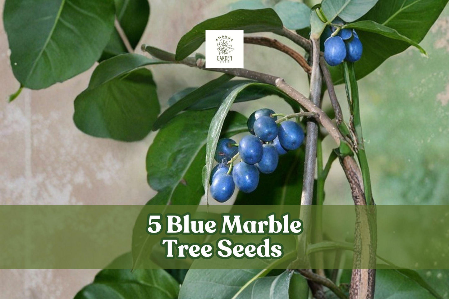 5 Blue Marble Tree Seeds | Exotic Ornamental Tree | Elaeocarpus angustifolius | Non-GMO, Fast-Growing, Tropical Garden Plant