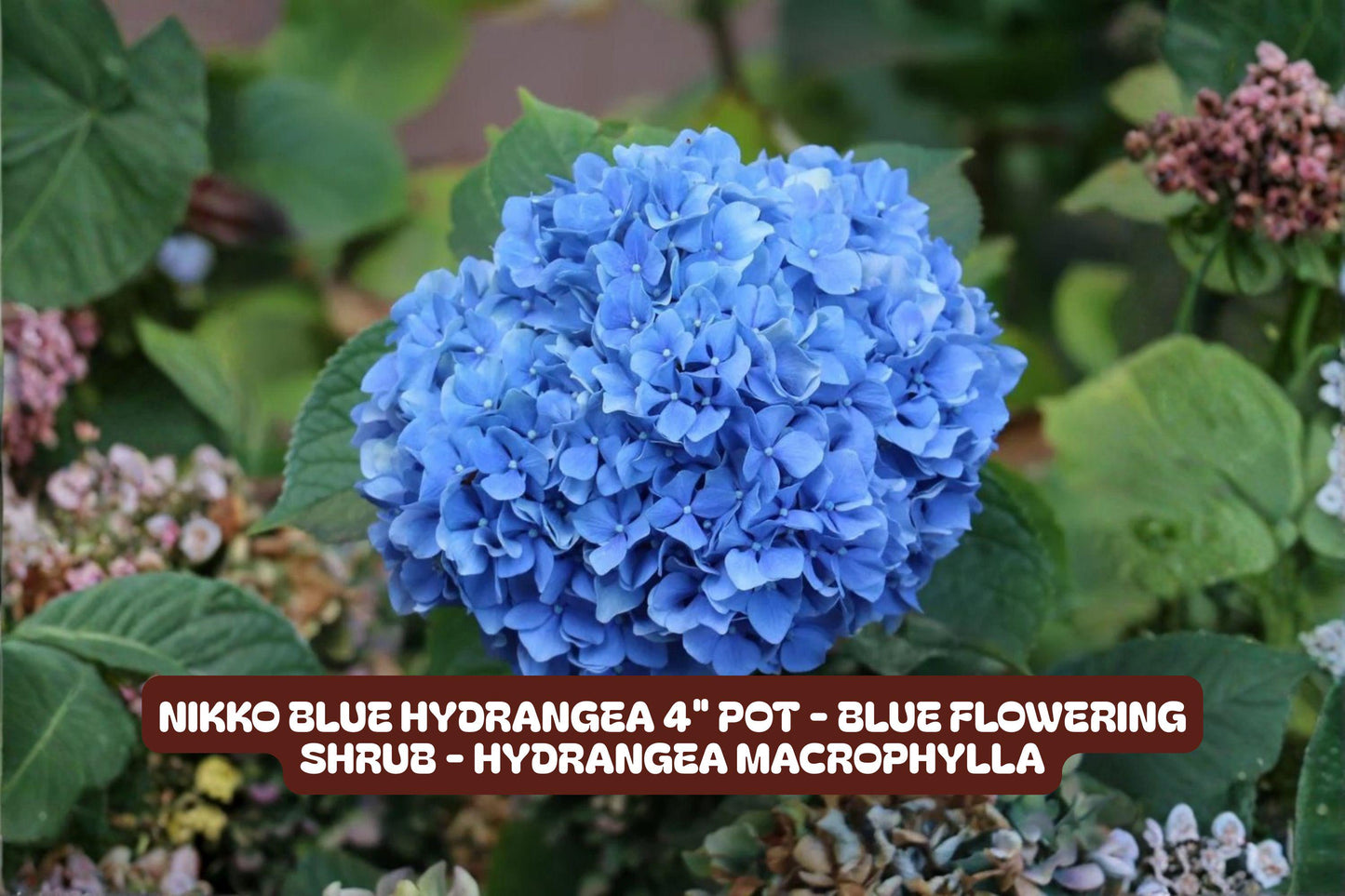 Nikko Blue Hydrangea Plant - 4'' Pot, Flowering Shrub, Vibrant Blue Blooms, Hydrangea macrophylla 'Nikko Blue'