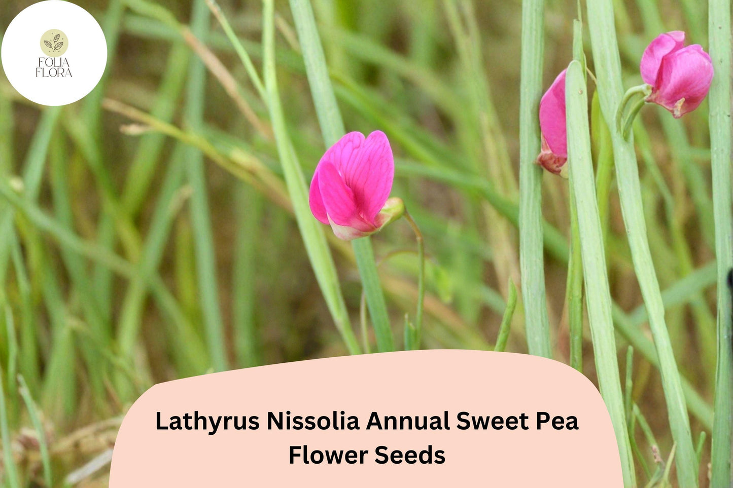 50+ Lathyrus nissolia Seeds | Pink Annual Sweet Pea | Grass Pea Flower for Garden Planting | Easy Grow Ornamental Blooms