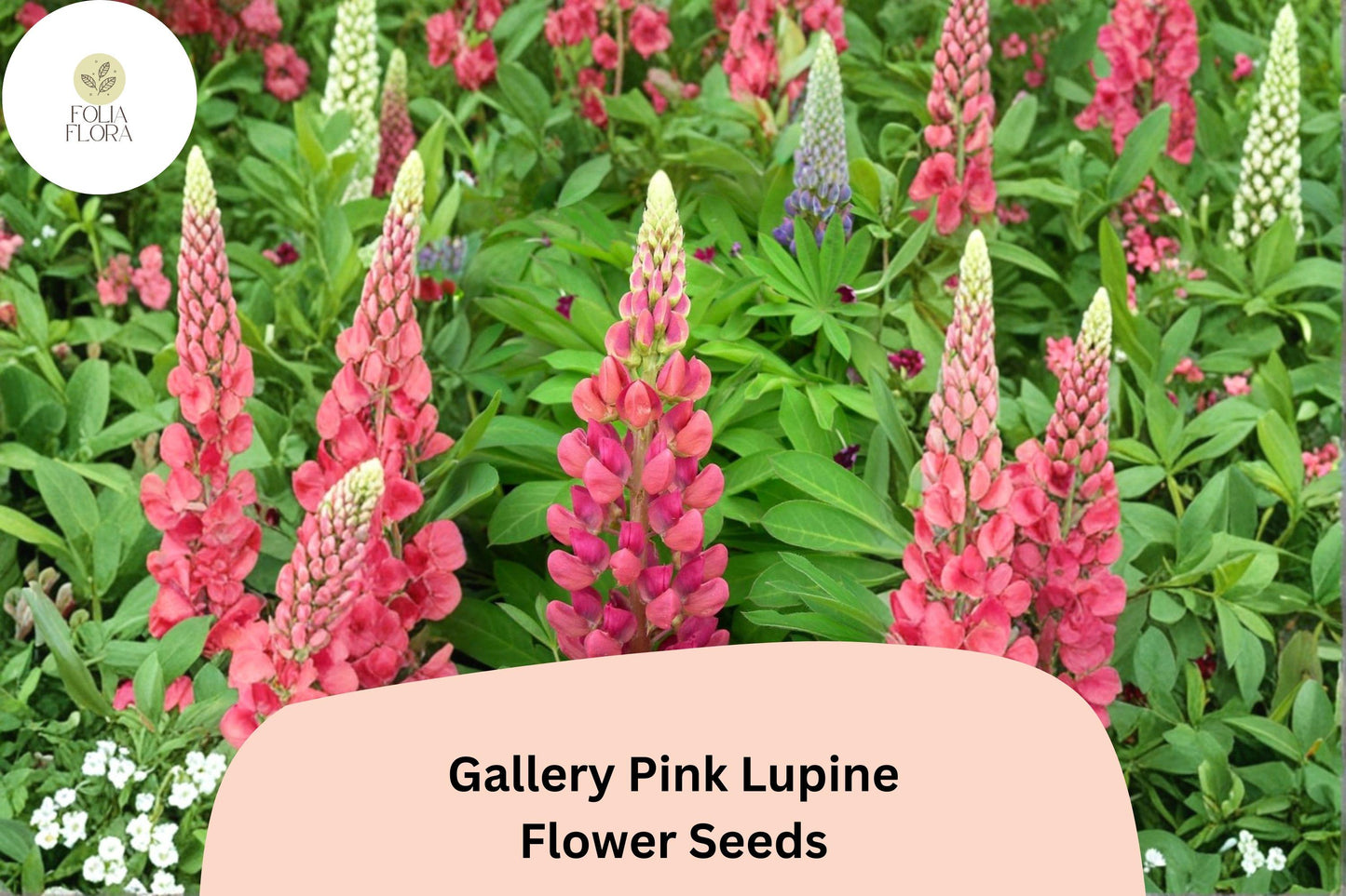 Gallery Pink Lupine Seeds | 25+ Compact Perennial Seeds for Borders & Pollinator Gardens | Lupinus polyphyllus | Soft Pink Blooms