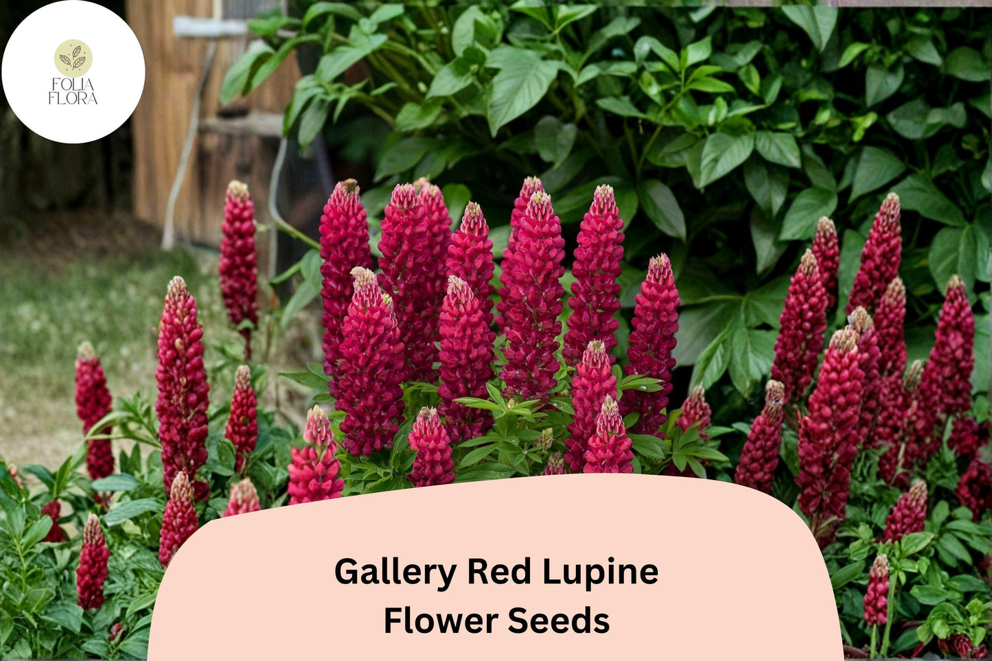Gallery Red Lupine Seeds | 25+ Seeds | Compact Perennial Lupinus polyphyllus | Ideal for Cottage & Pollinator Gardens