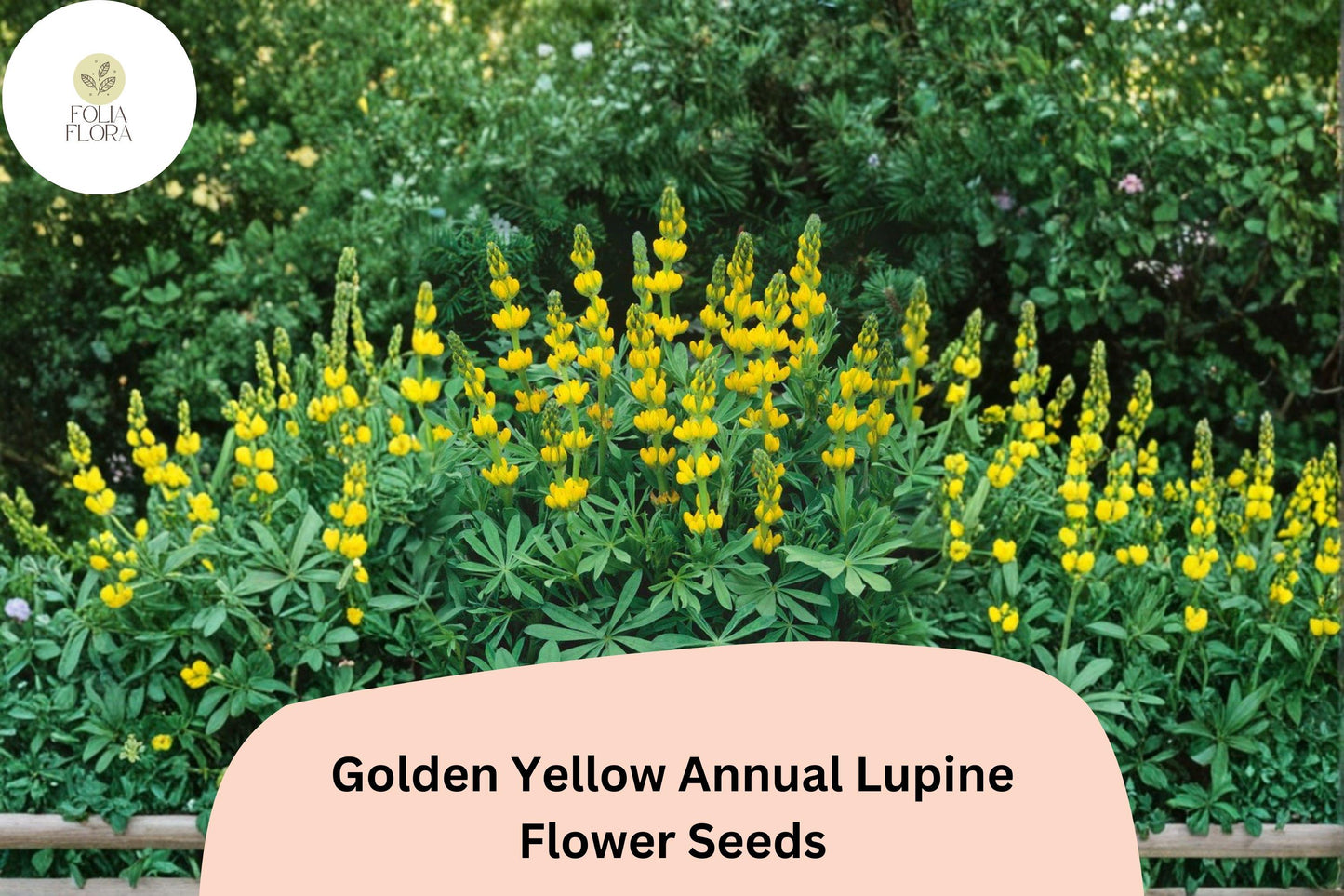 25+ Golden Yellow Annual Lupine Seeds | Lupinus densiflorus | Bright Yellow Blooms for Easy Garden Flowers