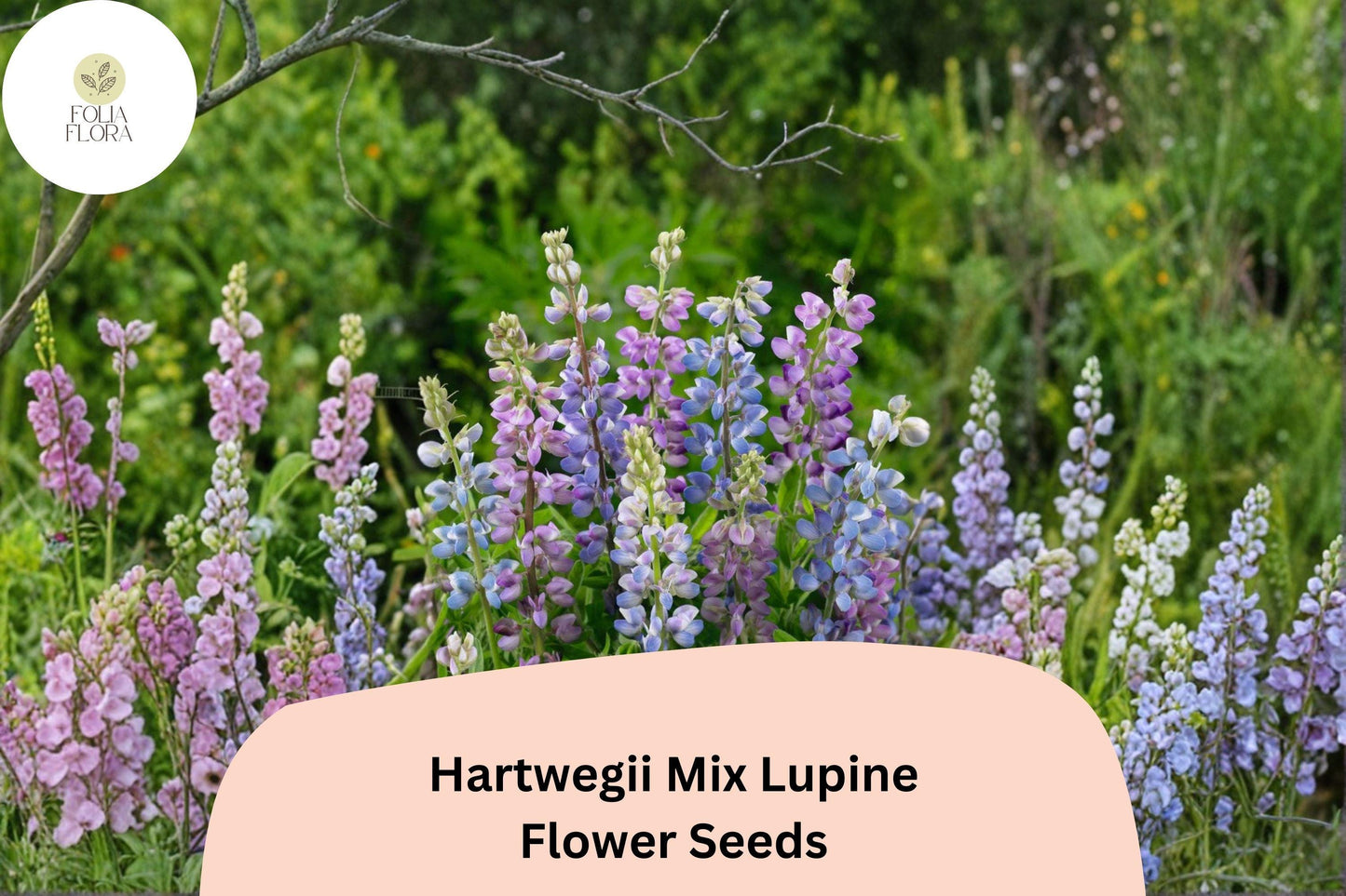 Hartwegii Mix Lupine Seeds | 25+ Multicolor Annual Seeds | Lupinus hartwegii | Ideal for Borders & Wildflower Gardens