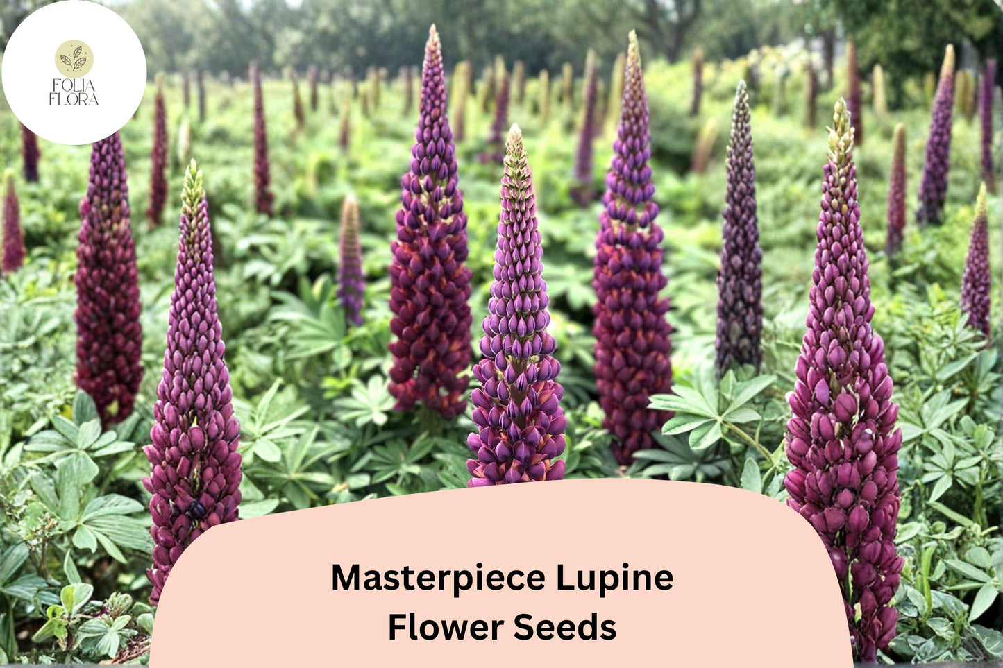 25+ Masterpiece Lupine Seeds | Deep Purple Flower Spikes | Lupinus spp. | Perfect for Gardens & Pollinator Attracting
