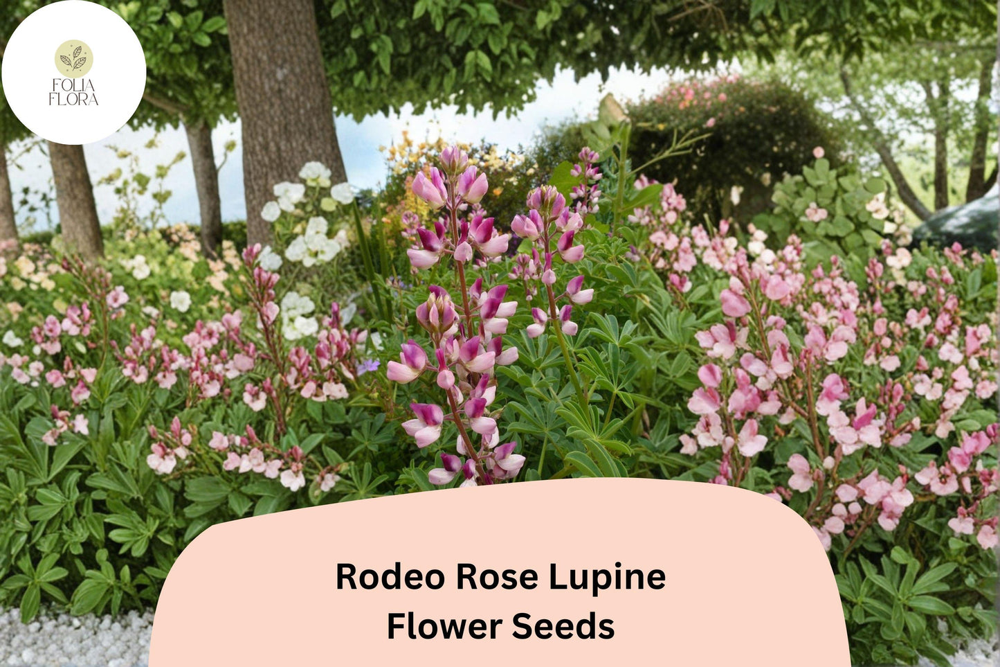Rodeo Rose Lupine Seeds - 25+ Pink-Red Flower Spikes | Lupinus spp. | Vibrant Blooms for Cottage Gardens & Pollinator Spaces