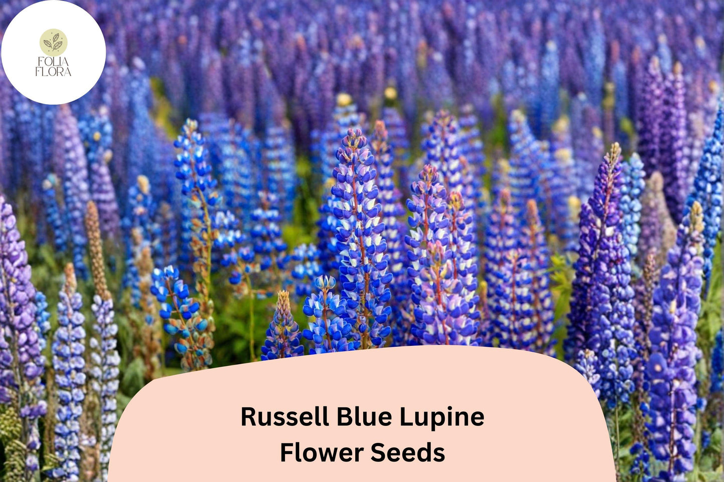 Russell Blue Lupine Seeds | 25+ Vibrant Blue Flower Spikes | Lupinus polyphyllus (Russell Hybrids) | Pollinator-Friendly Garden