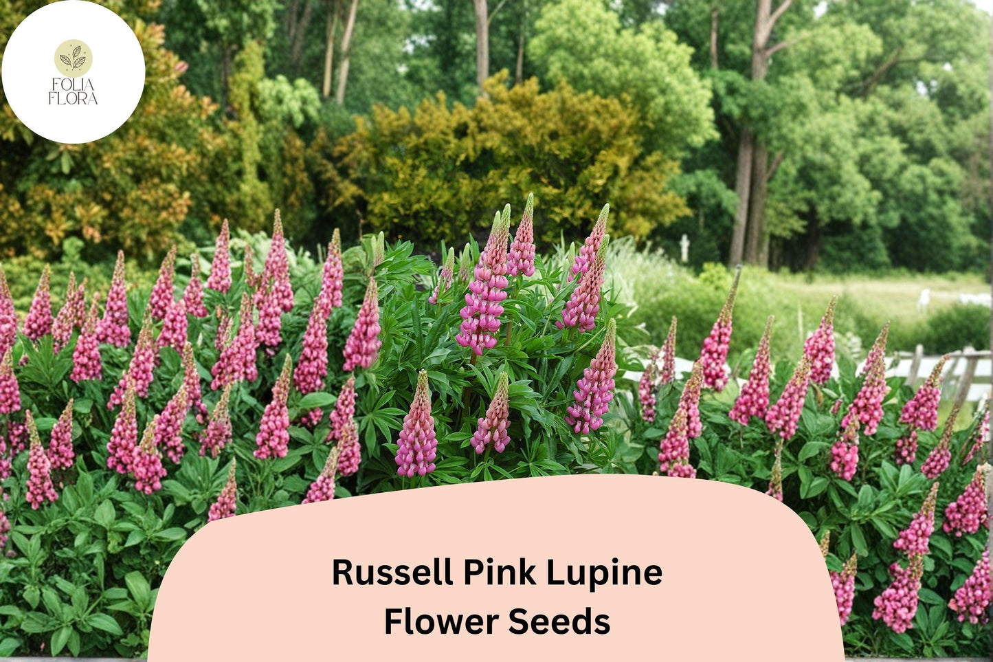 25+ Russell Pink Lupine Seeds | Pink Flower Spikes | Lupinus polyphyllus | Cottage Garden Perennial